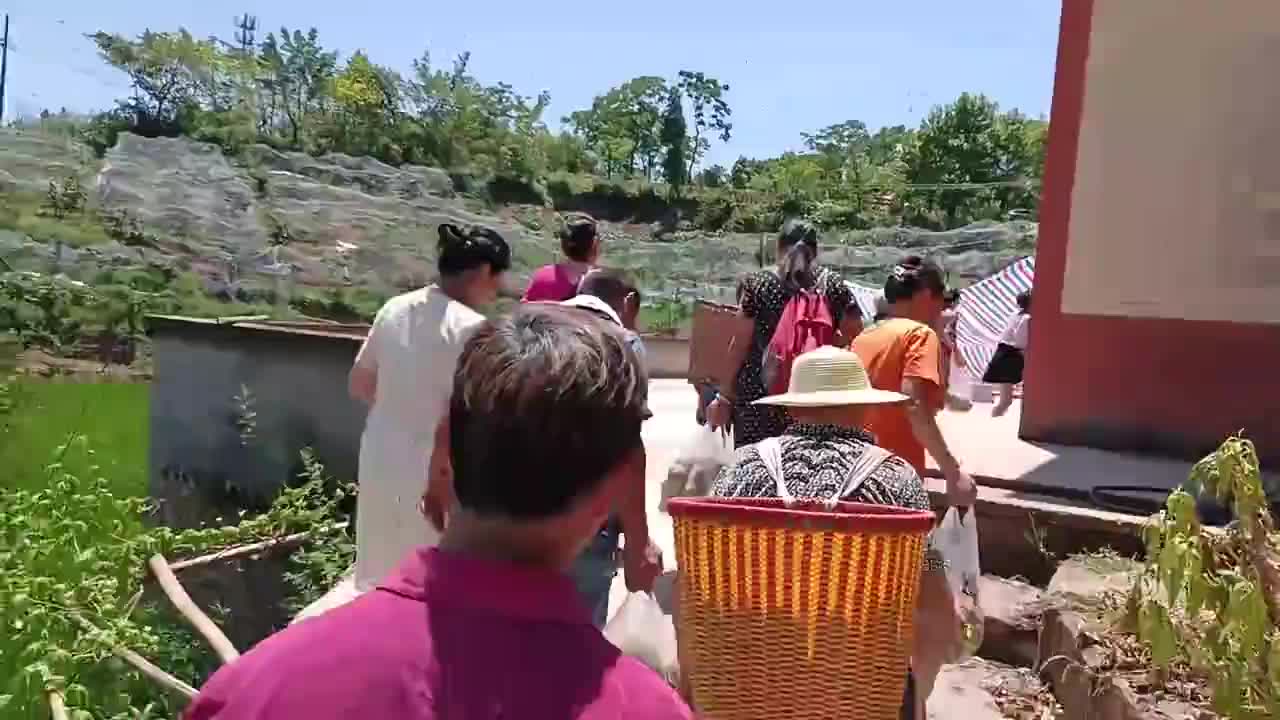 银龄志愿者助农采摘忙