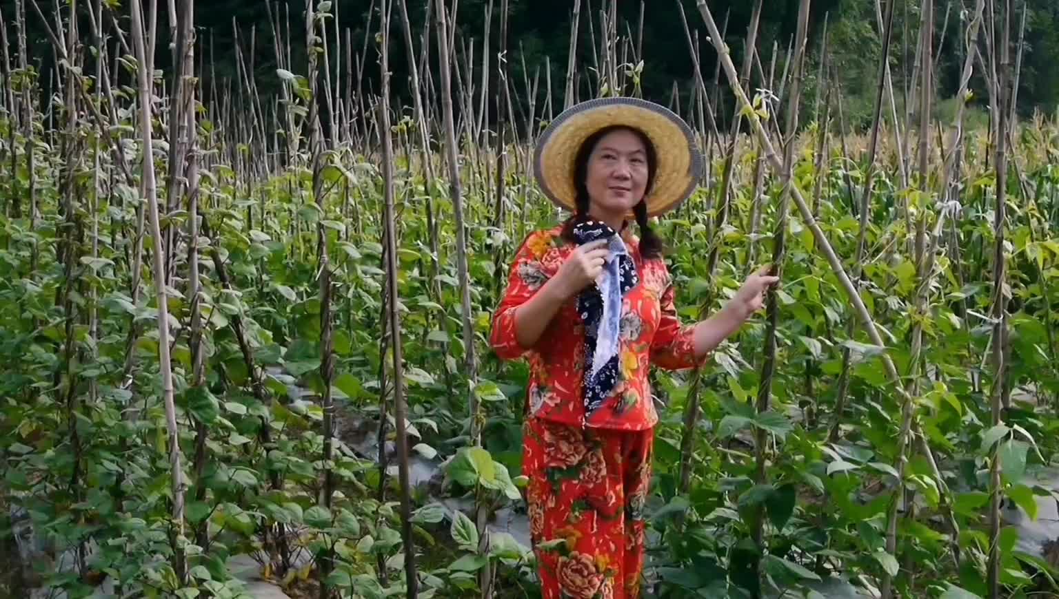 晨曦朝霞映红了天南川玉兰农庄女场主在田野上