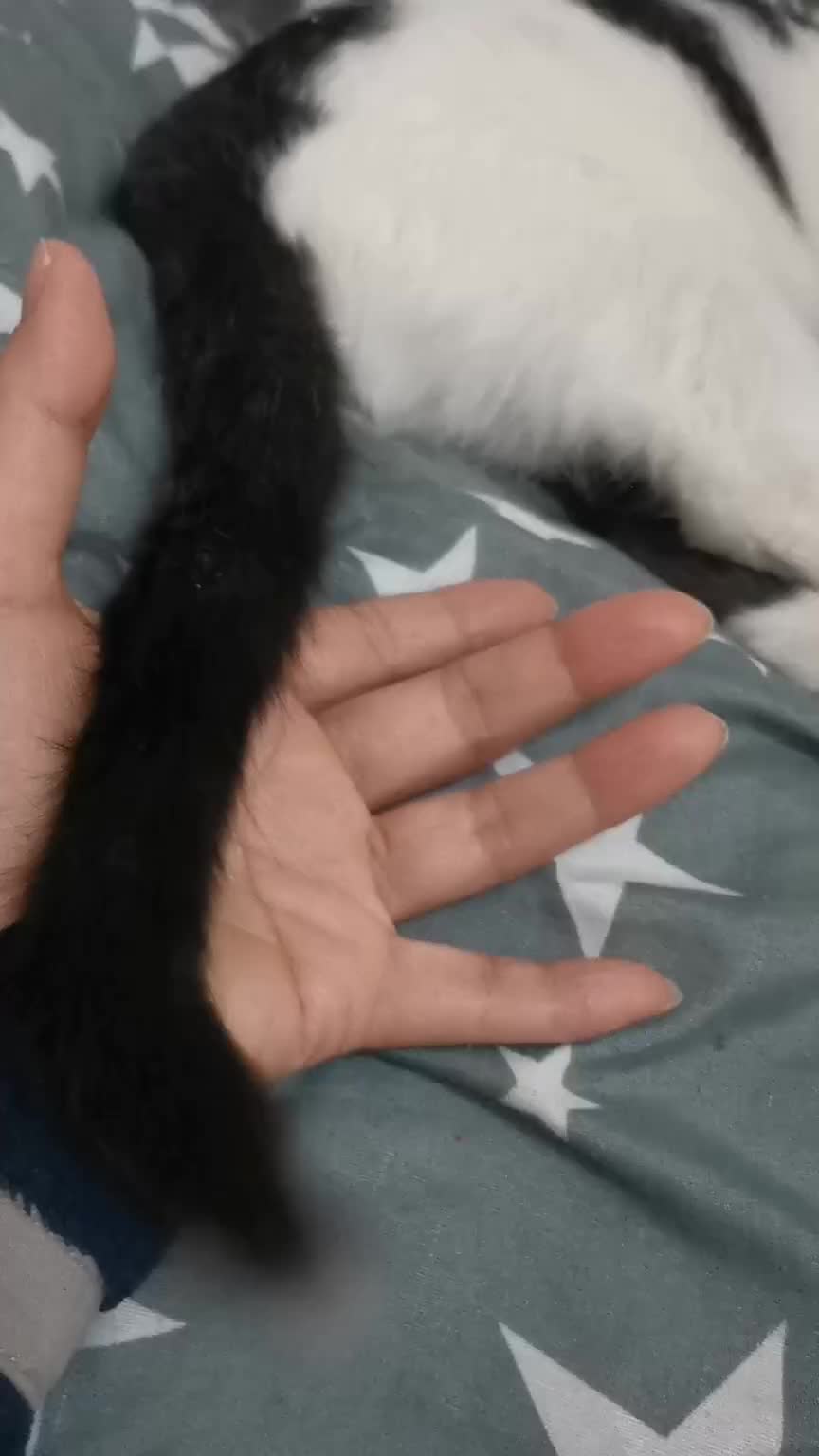 猫咪也会配合！合作愉快