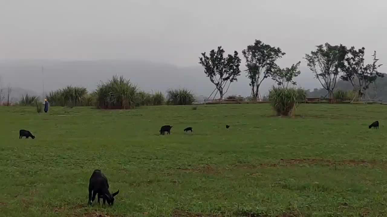 广阳岛牧场