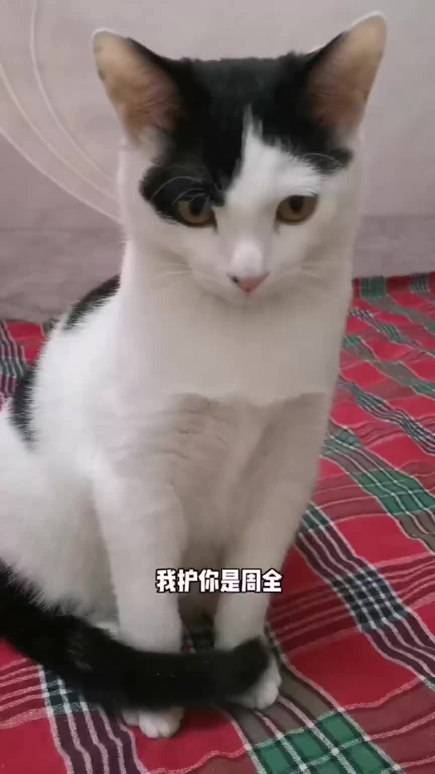 今生来到我身边！我护你周全！甘心把最好的都给你！