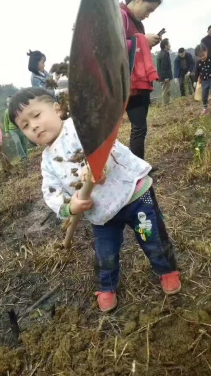 公益植树，纭观山，给大地一片绿