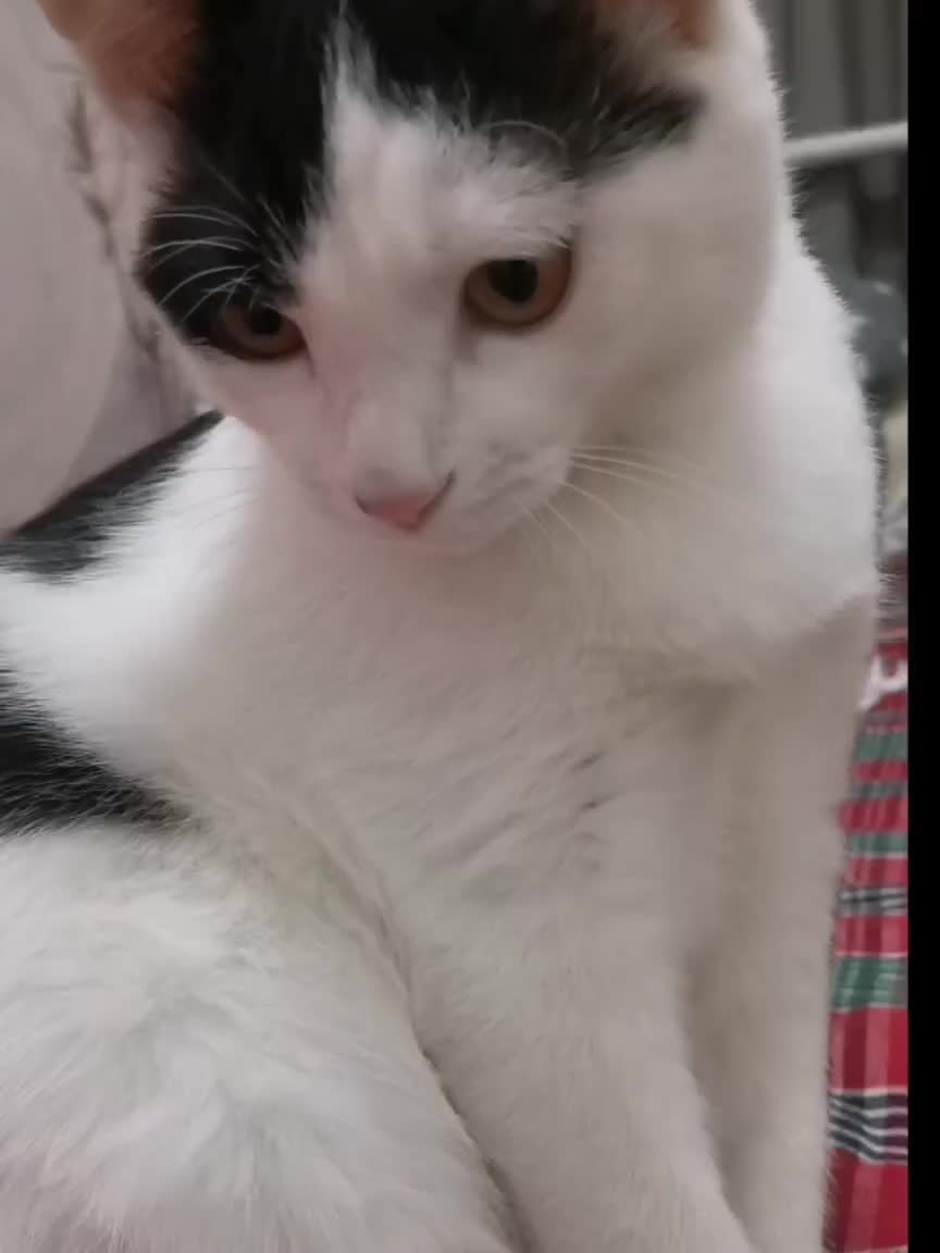 猫猫你要陪我到老！猫咪治愈！可爱的奶牛猫