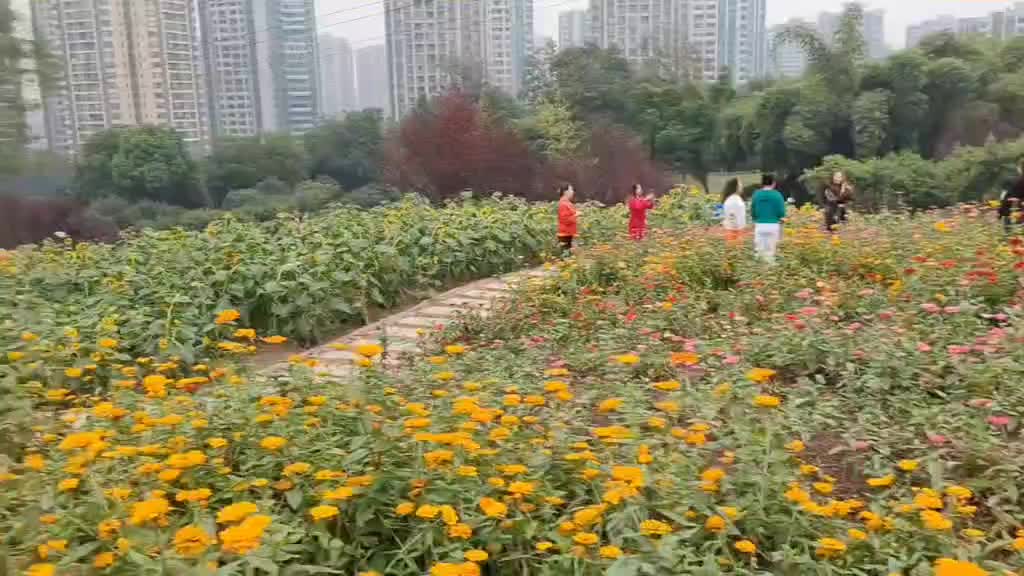 华岩幸福公园鲜花绽放🌺🌺👭🌹🌼🌷🍁