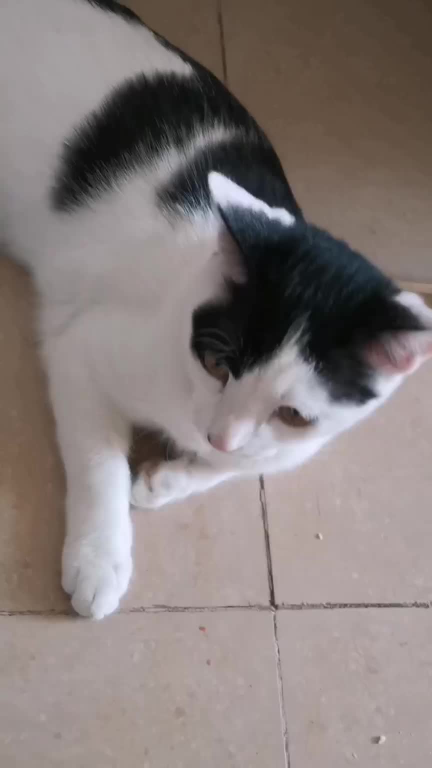 今天冬至啦！愿所有的美好如约而至！！治愈猫咪