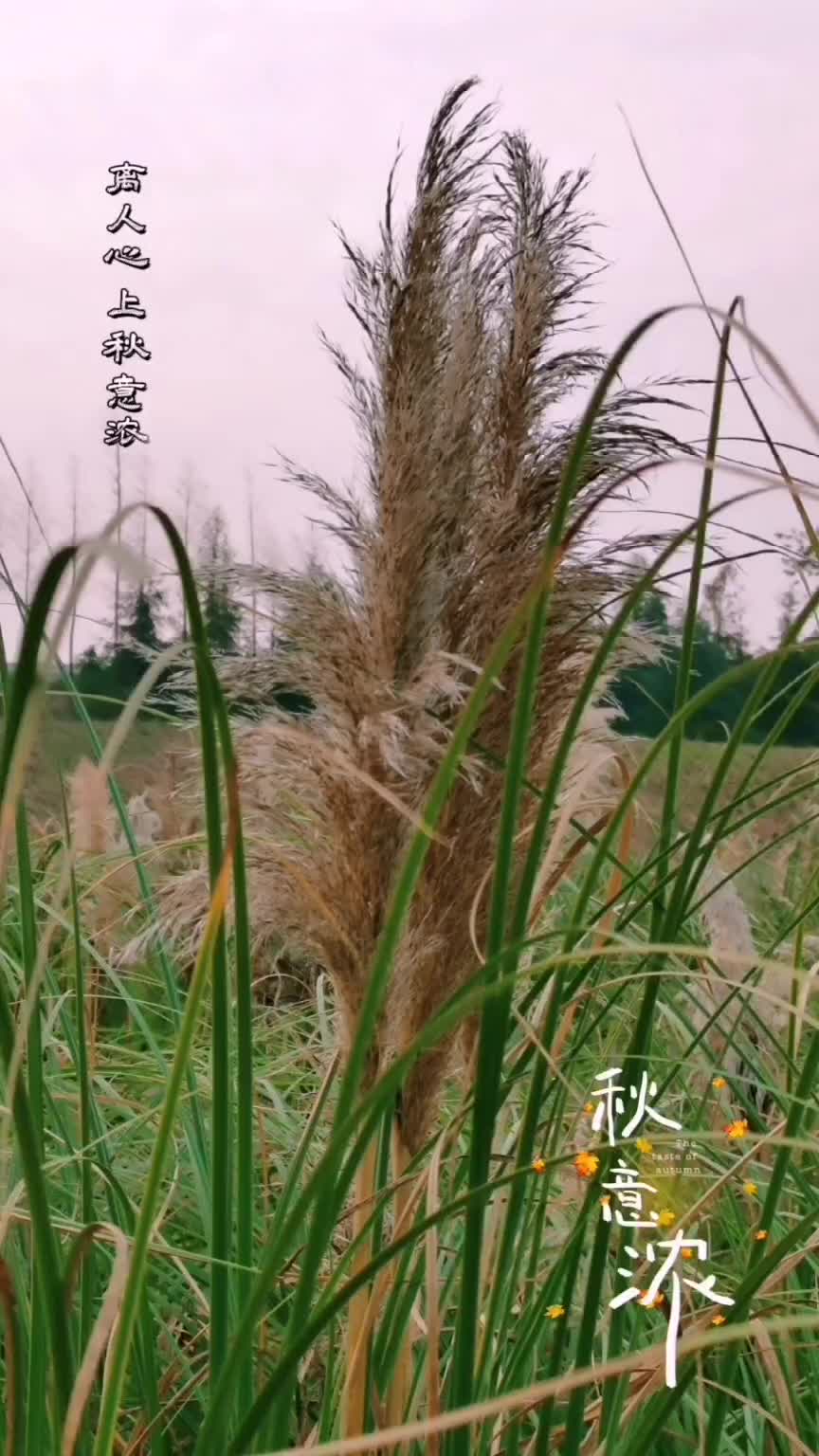 美丽的草海湾！