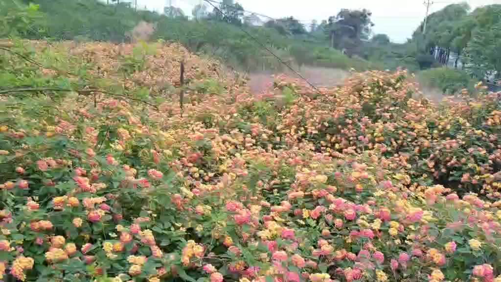 美丽的花儿