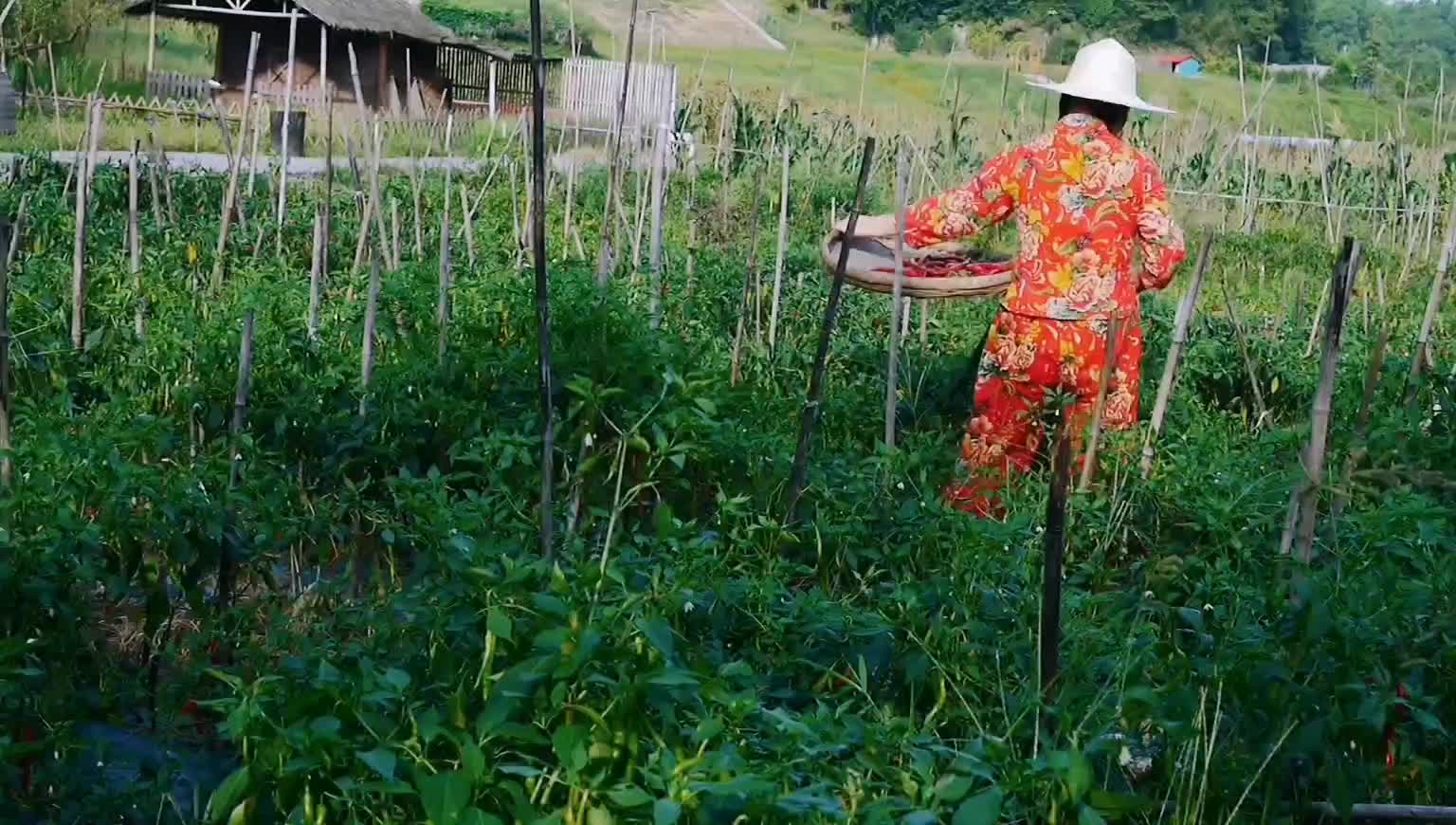 金秋蓝天白云下的玉兰农庄美丽的女场主在田野繁忙秋收