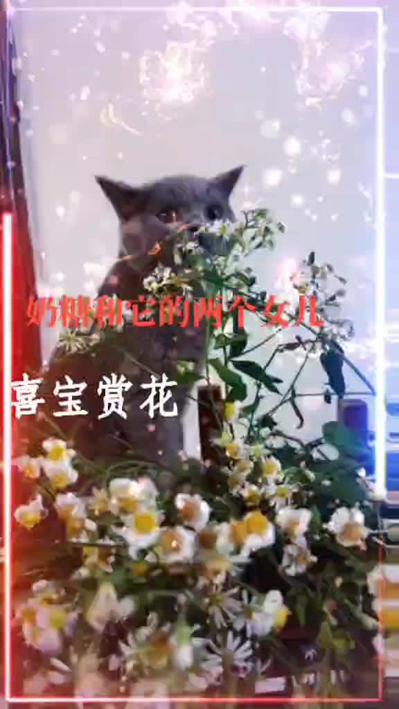 我家可爱的小猫咪